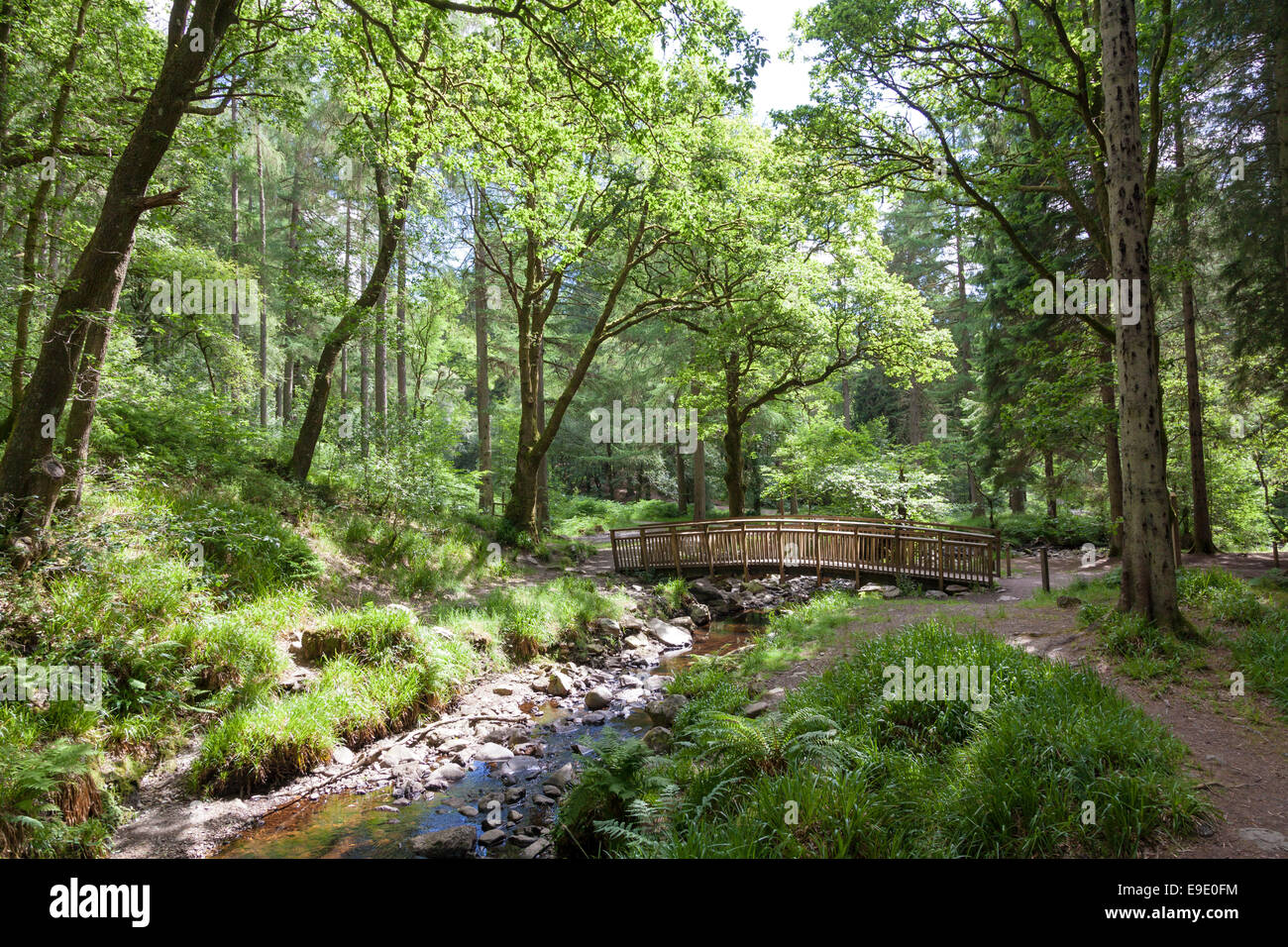 Queen Elizabeth Forest Park, parc national des Trossachs, Ecosse Banque D'Images