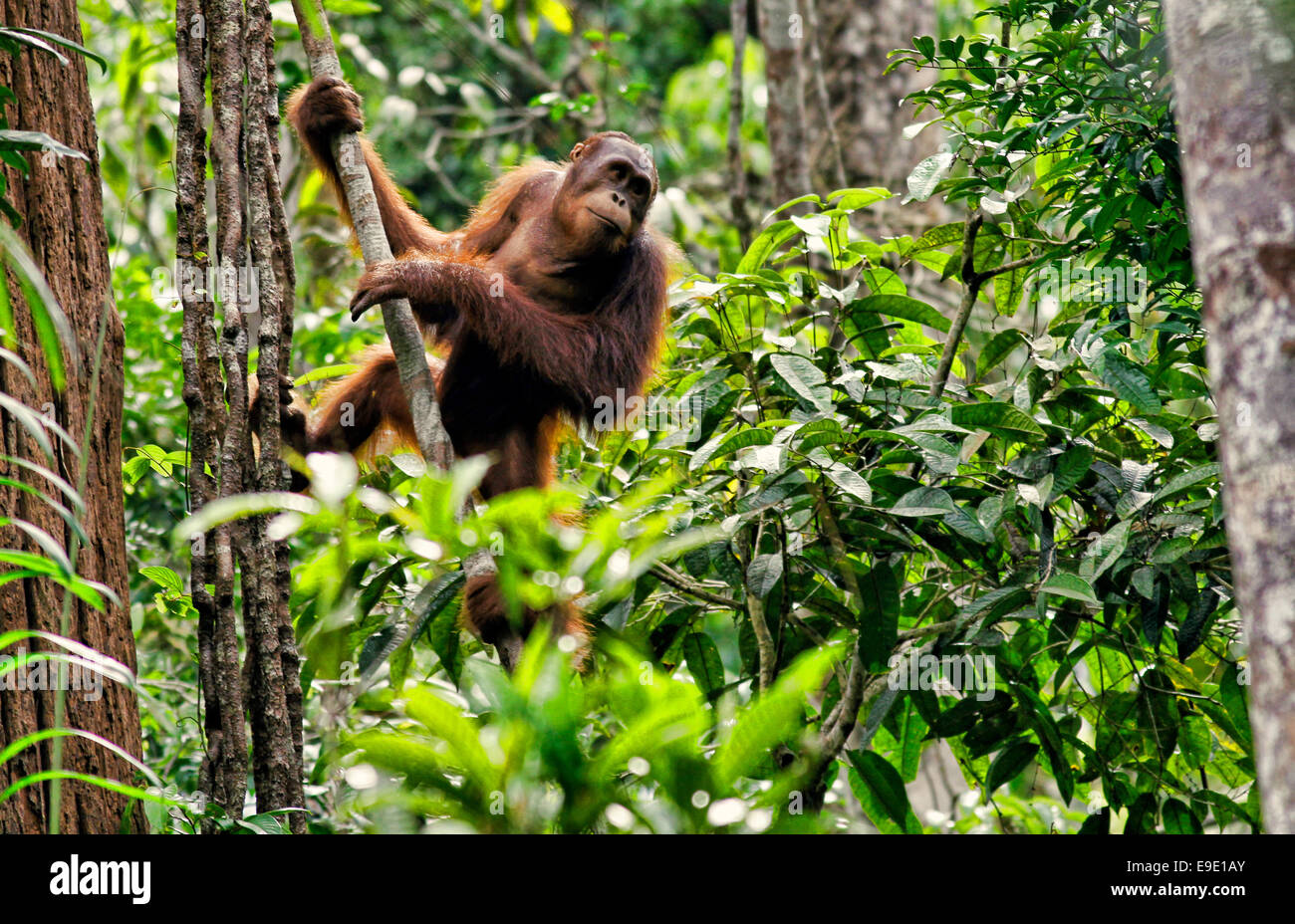 Orang-outan, Pongo pygmaeus - Réserve naturelle de Semenggoh au Sarawak, Malaisie Banque D'Images