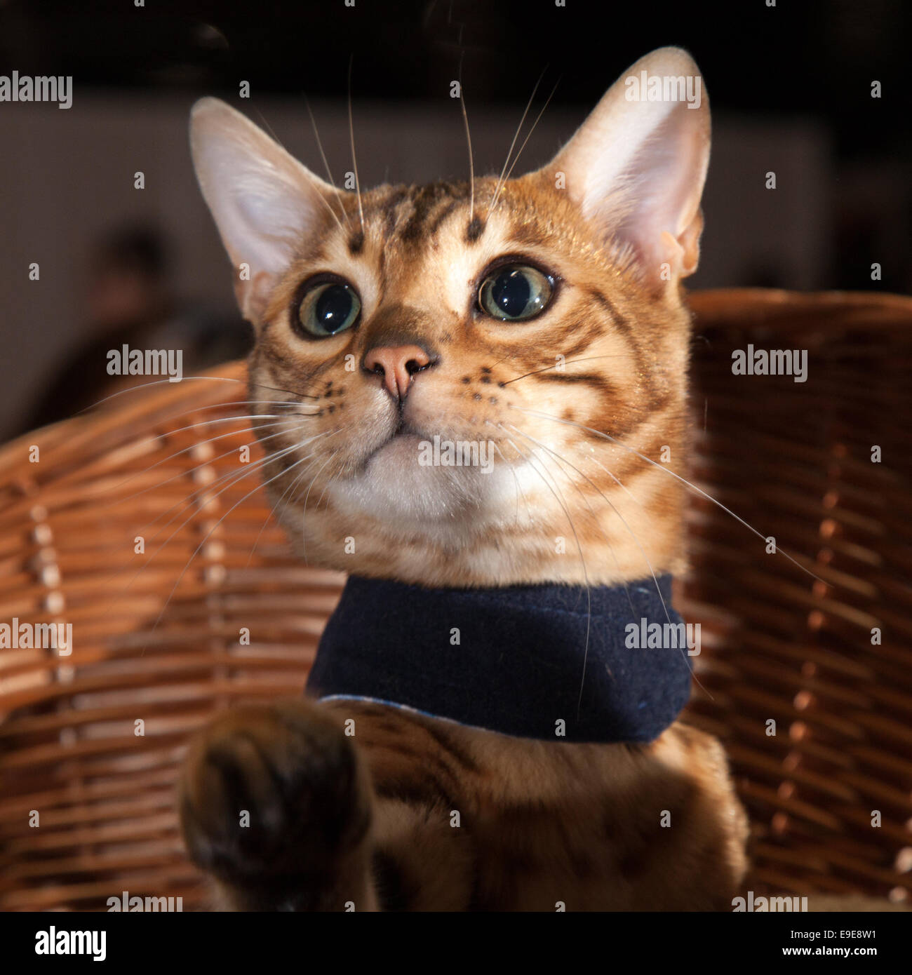 Ville de l'événement, Manchester, UK 26 Octobre, 2014. Bengal Toyger safari les races de chats, 7 mois chaton à EventCity, adjacent à l'Trafford Centre. Banque D'Images