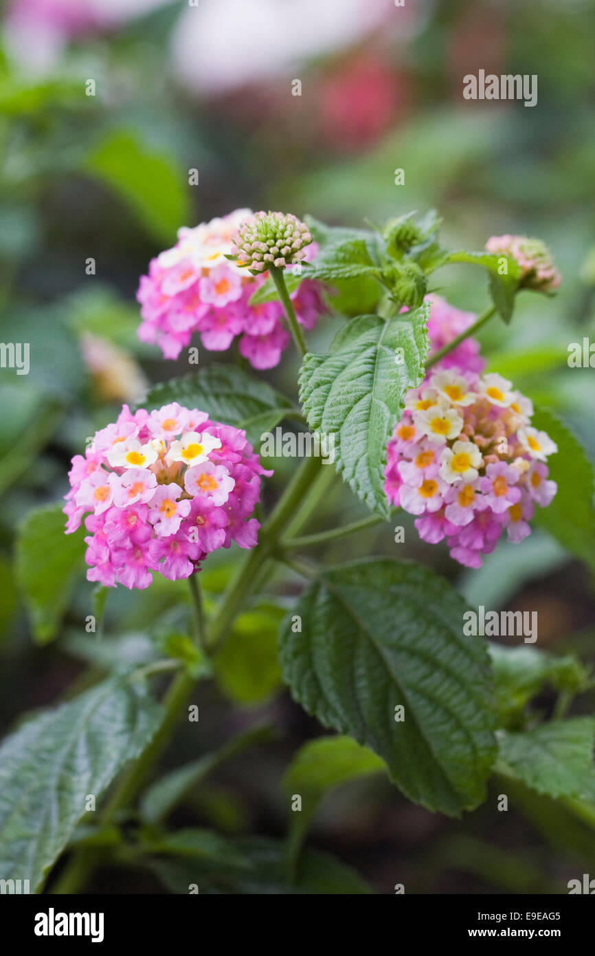 Lantana camara 'Feston Rose' fleurs. Banque D'Images