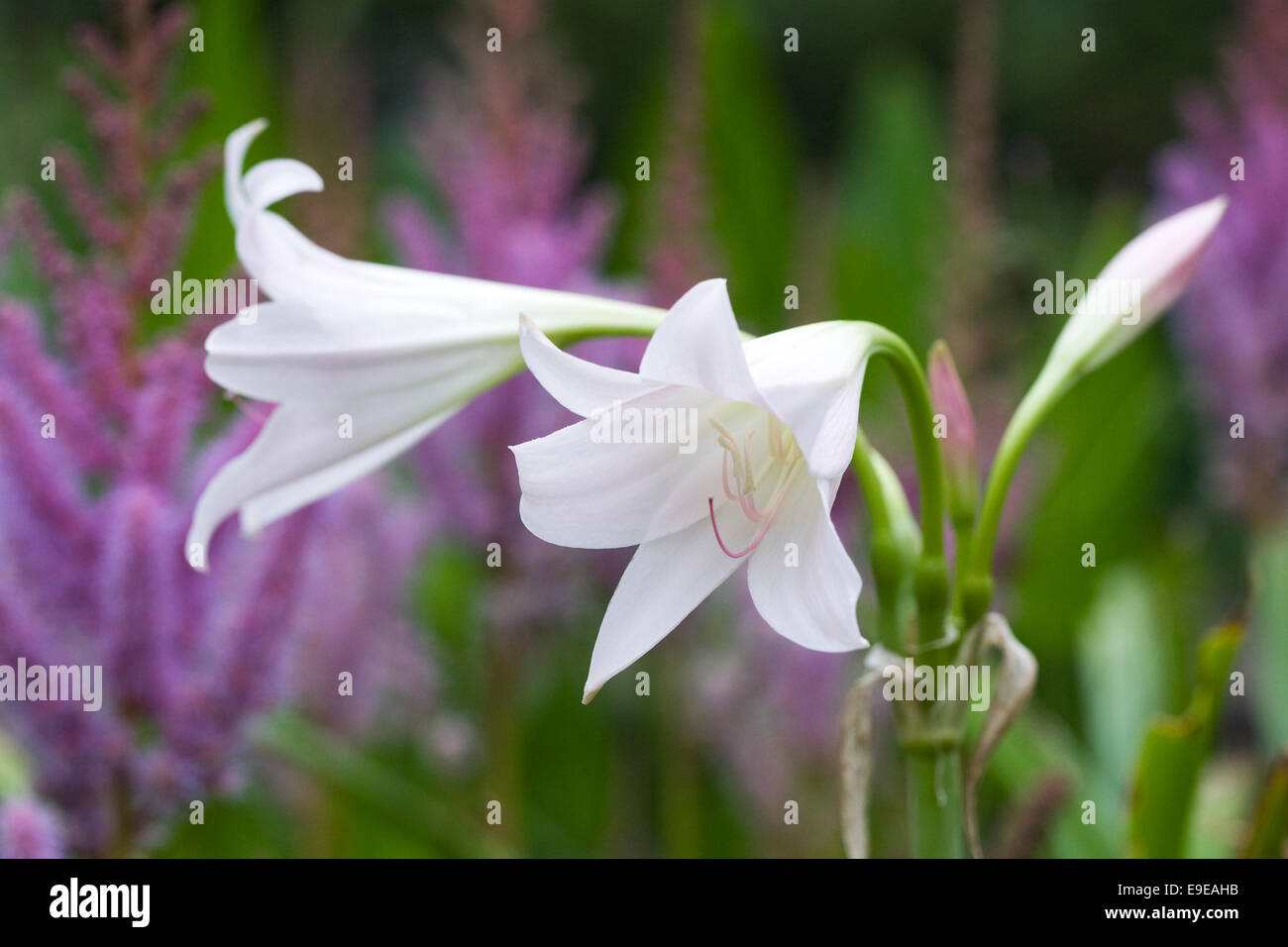 Lilium. Fleurs de lys blanc. Banque D'Images