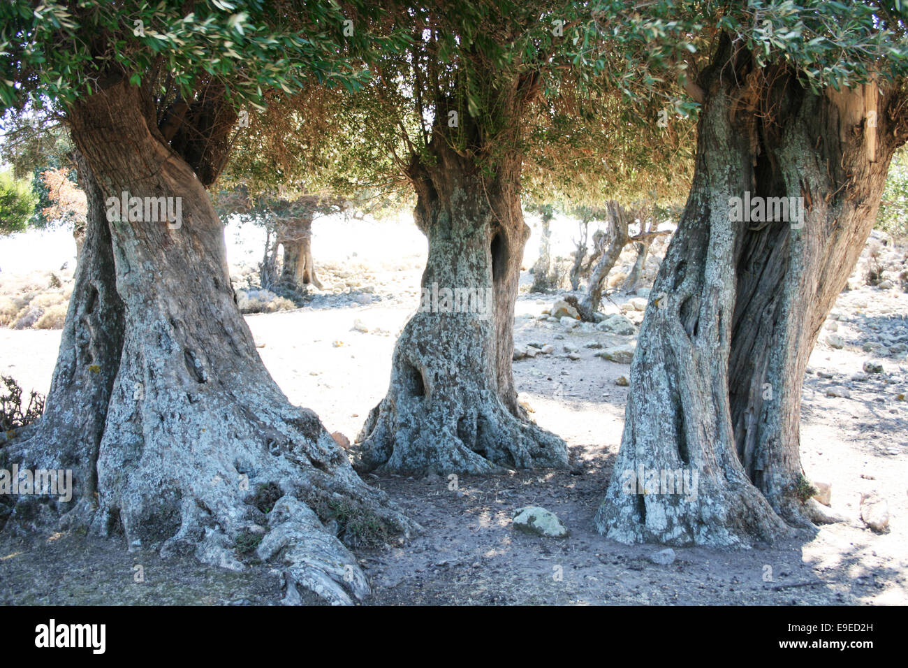 Oliviers centenaire dans l'île d'Imbros,Turquie Banque D'Images