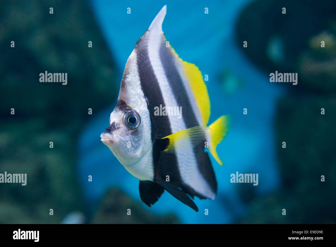 Heniochus diphreutes - poisson d'Aquarium Banque D'Images