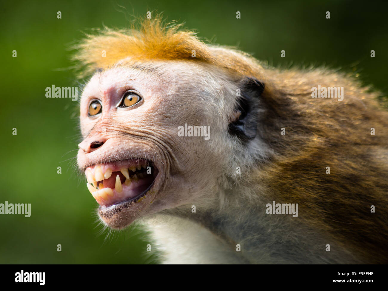 Toque macaque montrant son plus beau sourire Banque D'Images