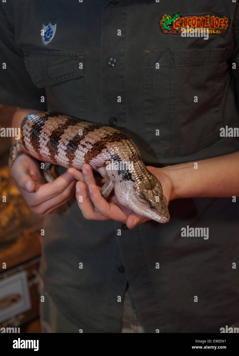 Ville de l'événement, Manchester, UK 26 Octobre, 2014. Blue-tongued skink, Crocodile reptiles détenus par JNR Joe Lewis McQuade à la famille Pet Show qui aura lieu au EventCity, le Trafford Centre. Le deuxième plus grand espace d'exposition à l'extérieur de Londres et avec plus de 3000 places de parking gratuites c'est la plus grande et la plus Manchester lieu d'événements flexible. Il implique plus de 100 détaillants et une présence d'organisations comme l'International Cat Association et d'autres partenaires médias. Credit : Mar Photographics/Alamy Live News Banque D'Images