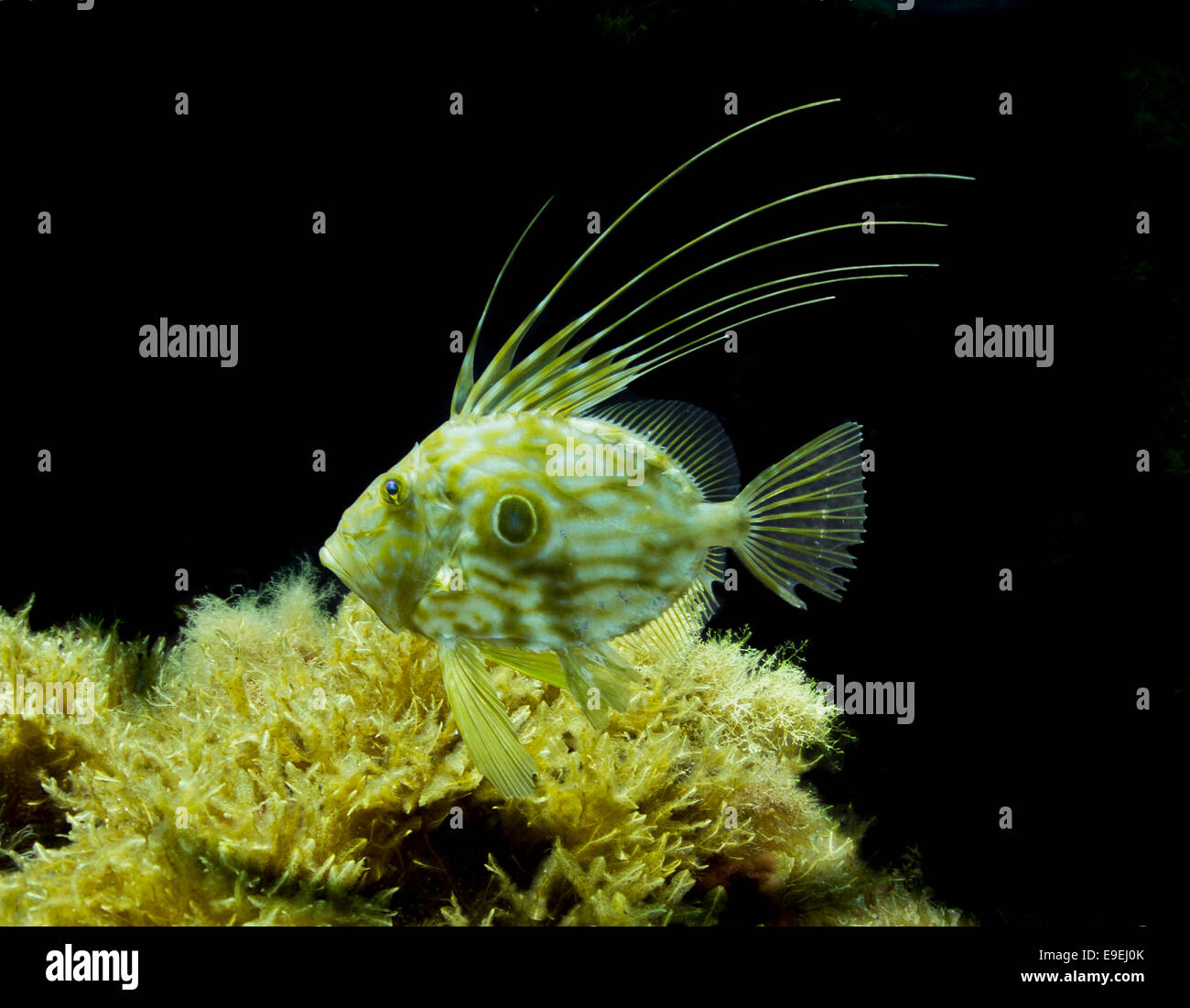 John Dory fish, Zeus faber, de la mer Méditerranée. Cette photo a été prise au Trou Bleu à Gozo, Malte. Banque D'Images