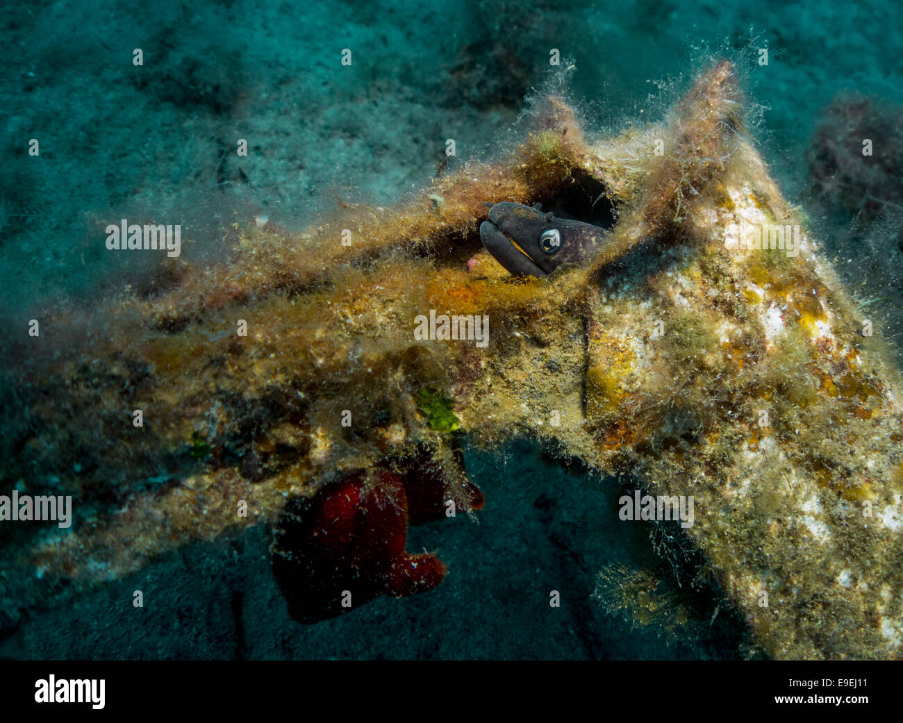 Tête d'une murène Méditerranéenne, Muraena helena, se cachant dans une épave à Xatt-L Ahmar, Gozo, Malte. Banque D'Images