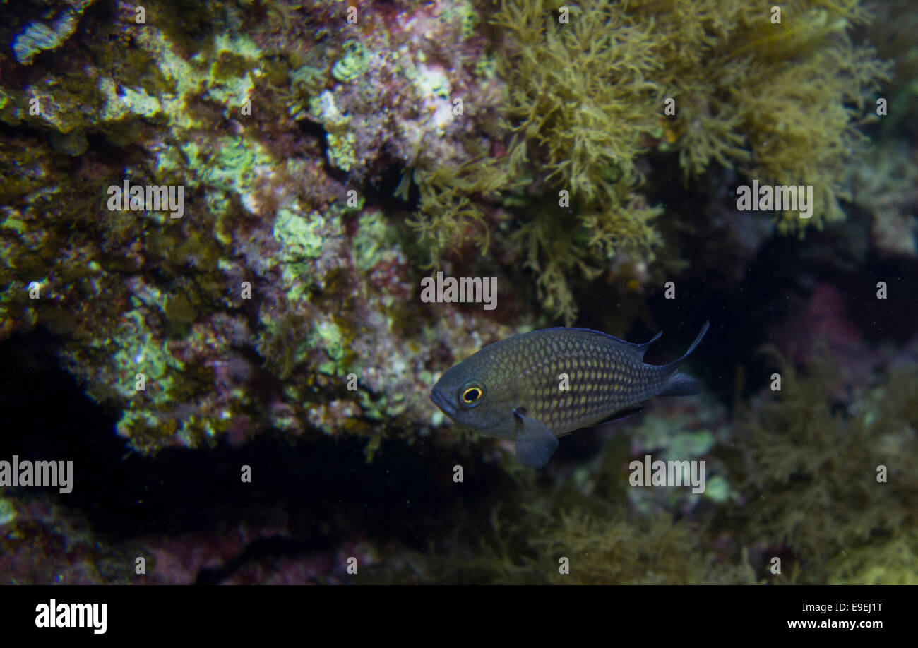 Castagnoles noires de l'Atlantique, Chromis limbata, de la mer Méditerranée, Malte. Banque D'Images