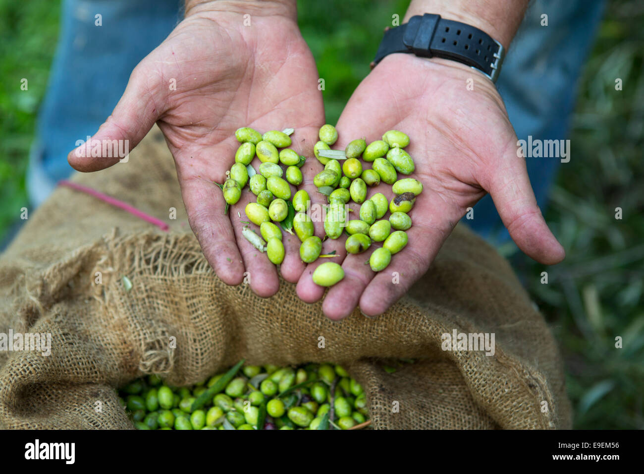 Mains montrant seulement les olives récoltées au-dessus un sac à Zakynthos, Grèce Banque D'Images