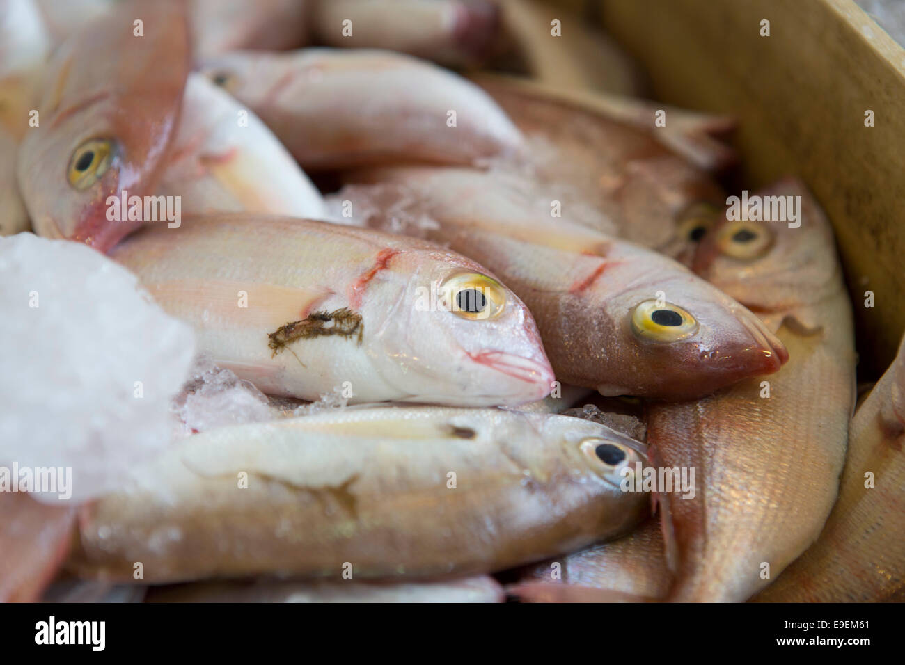 Les prises de poissons frais à un magasin local en Grèce Banque D'Images