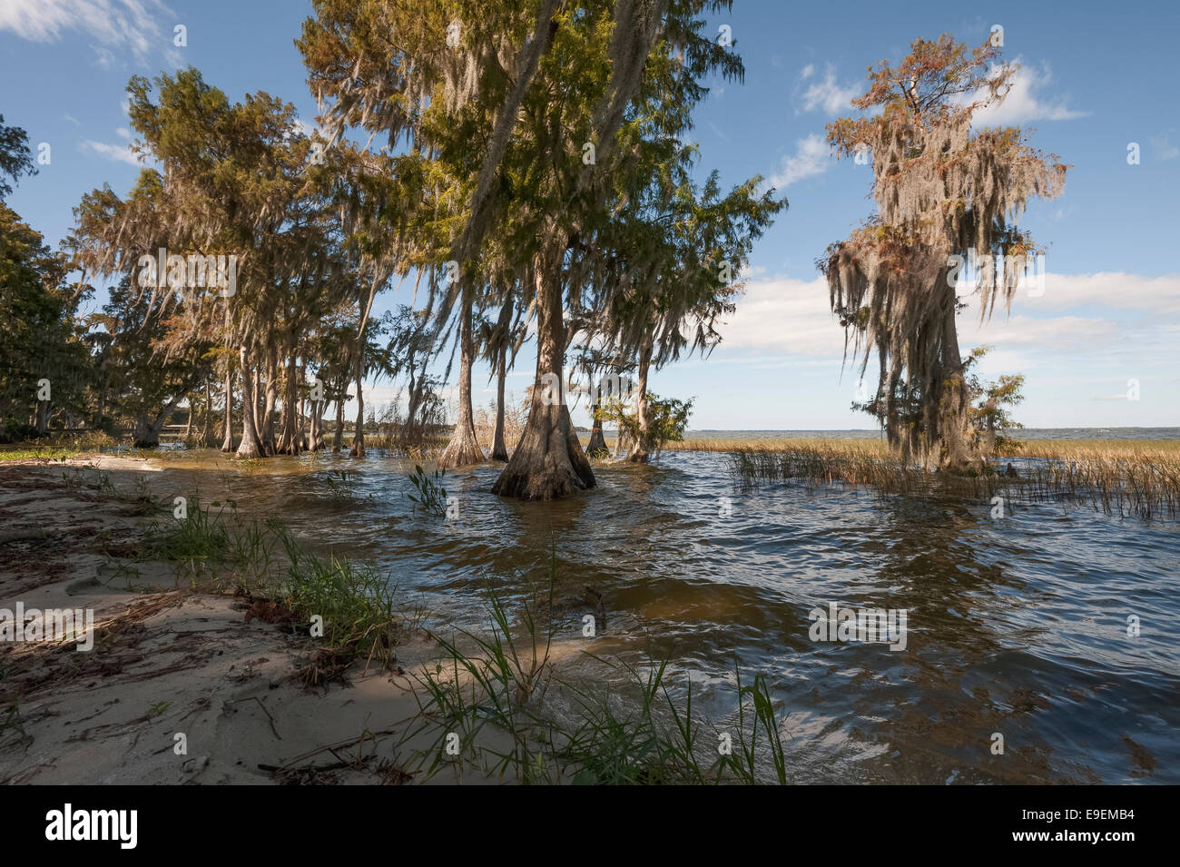Cyprès sur la rive du lac Harris, Florida USA par un jour de vent. Banque D'Images