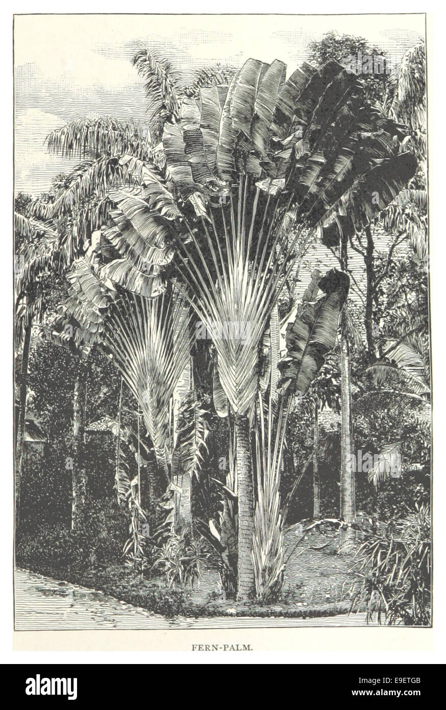 Le titre X palmier fougère se réfère probablement à une illustration ou étude botanique du palmier fougère, une plante avec des caractéristiques distinctes et une signification botanique. Banque D'Images