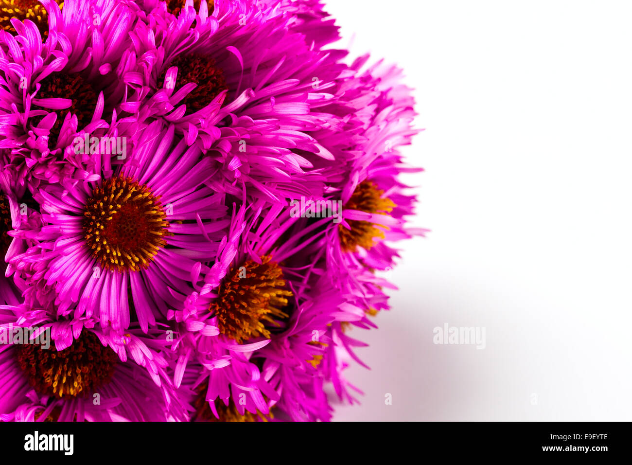 Chrysanthème rose sur fond blanc Banque D'Images