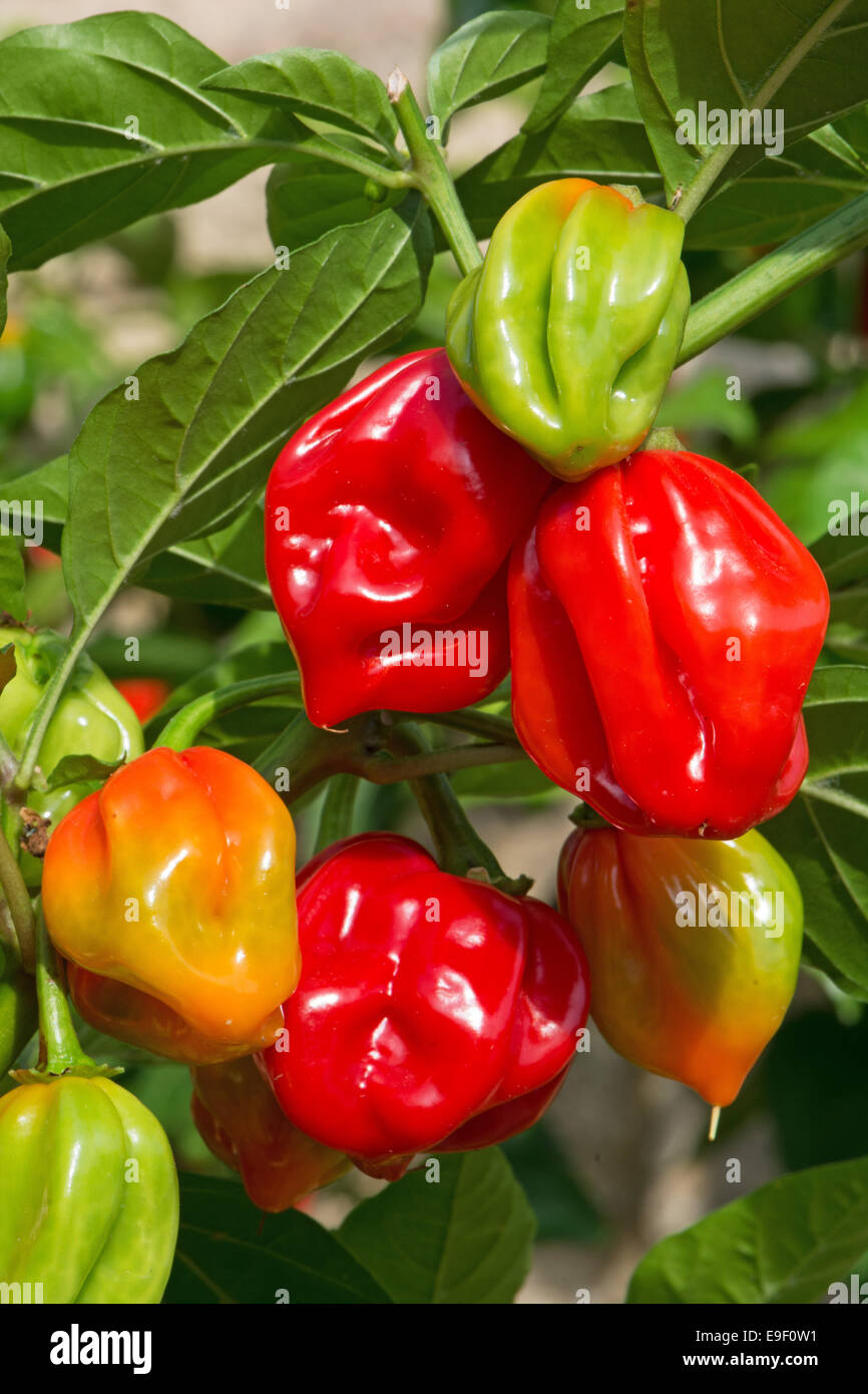 Sex, piments habanero colorés (Capsicum chinense) de la maturation au soleil. UK, 2014. Banque D'Images