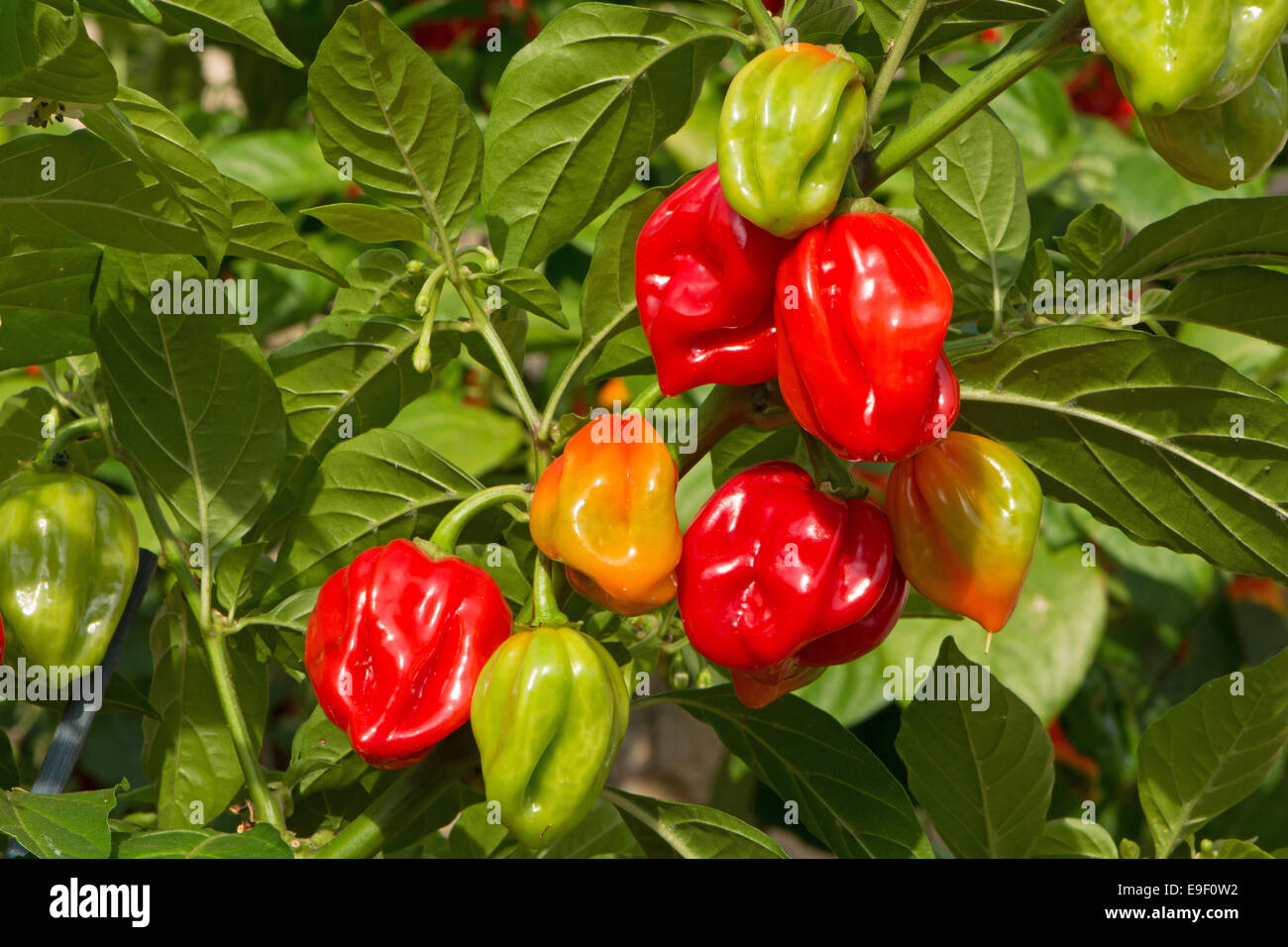 Sex, piments habanero colorés (Capsicum chinense) de la maturation au soleil. UK, 2014. Banque D'Images