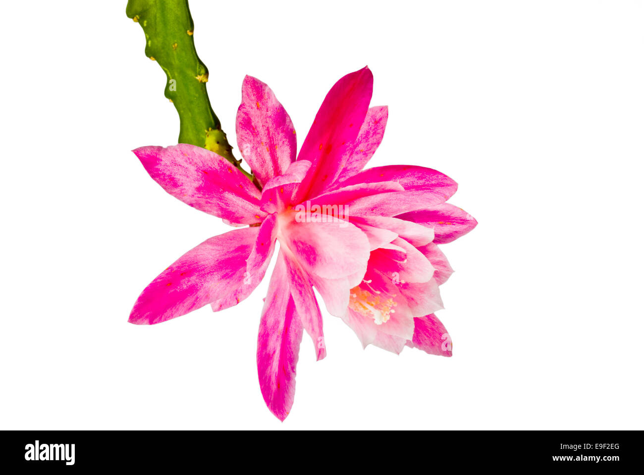Epiphyllum, cactus orchidée Banque D'Images