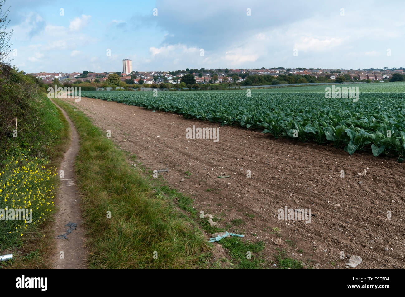 Banlieue Urbaine où les terres agricoles se réunit sur le bord de Margate, Kent. Banque D'Images