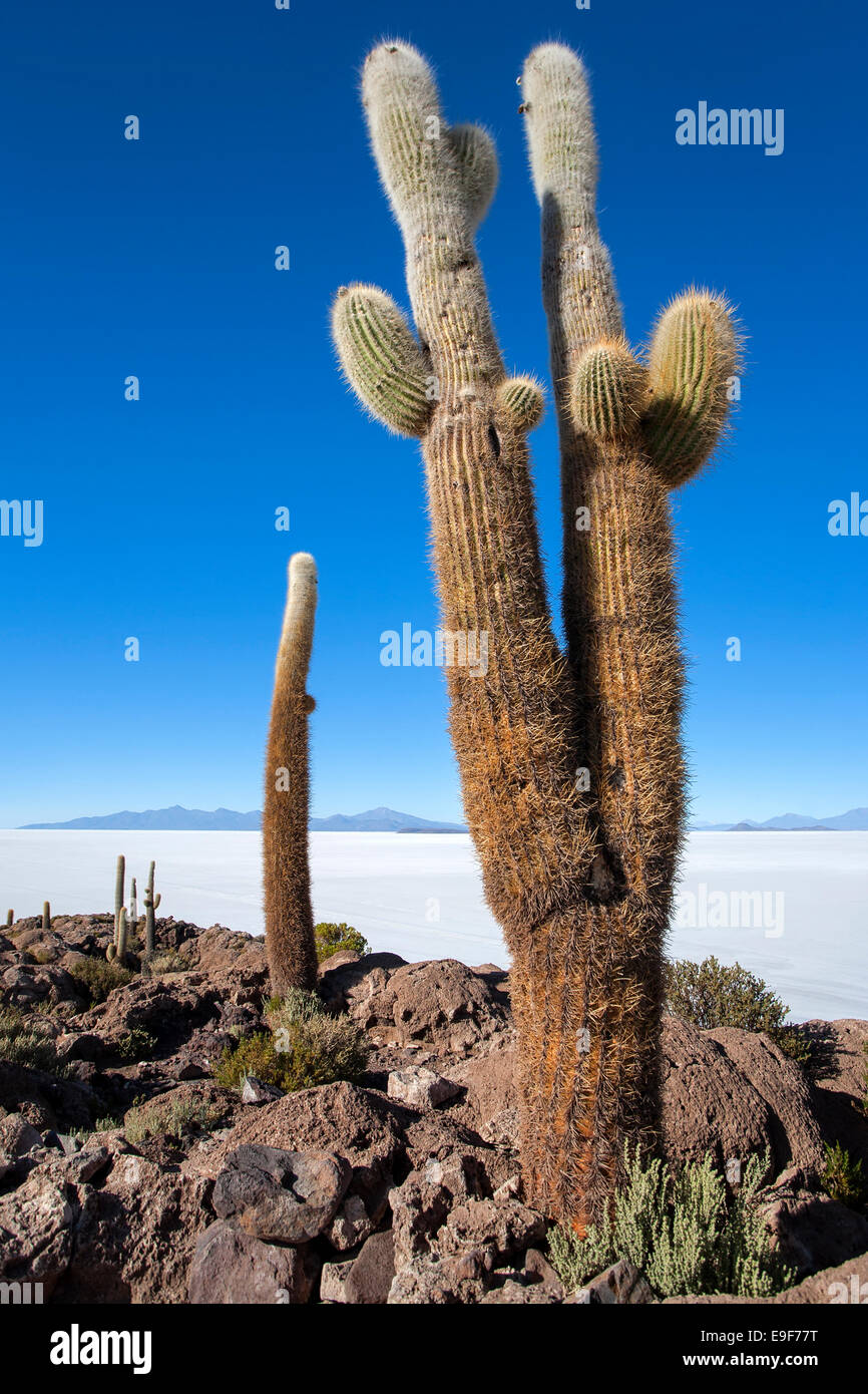 Cactus géant. L'Île du poisson (Isla del Pescado). Salar de Uyuni. La Bolivie Banque D'Images