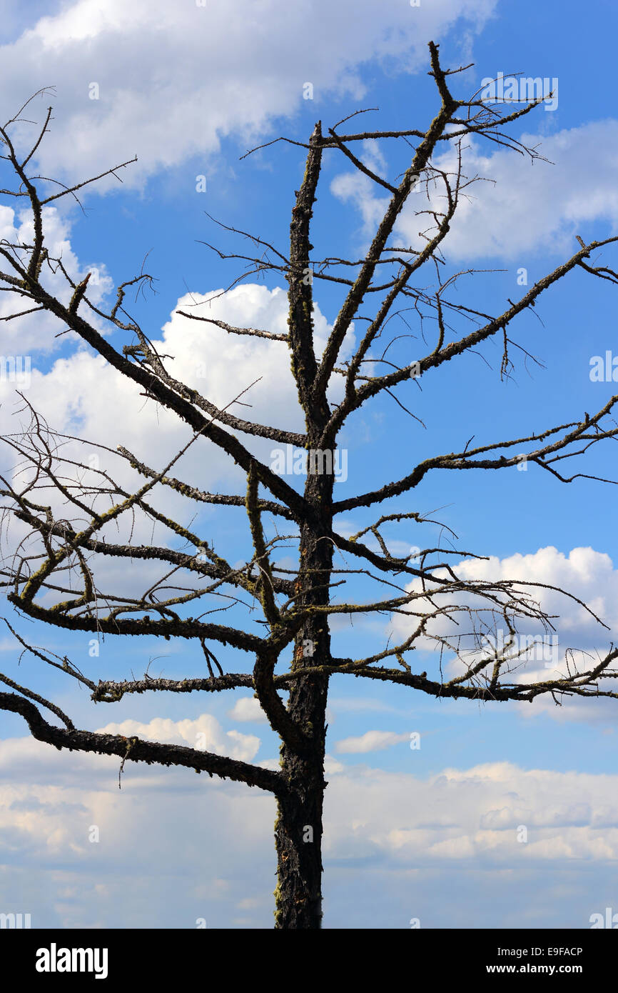 Vieil arbre contre un ciel nuageux Banque D'Images