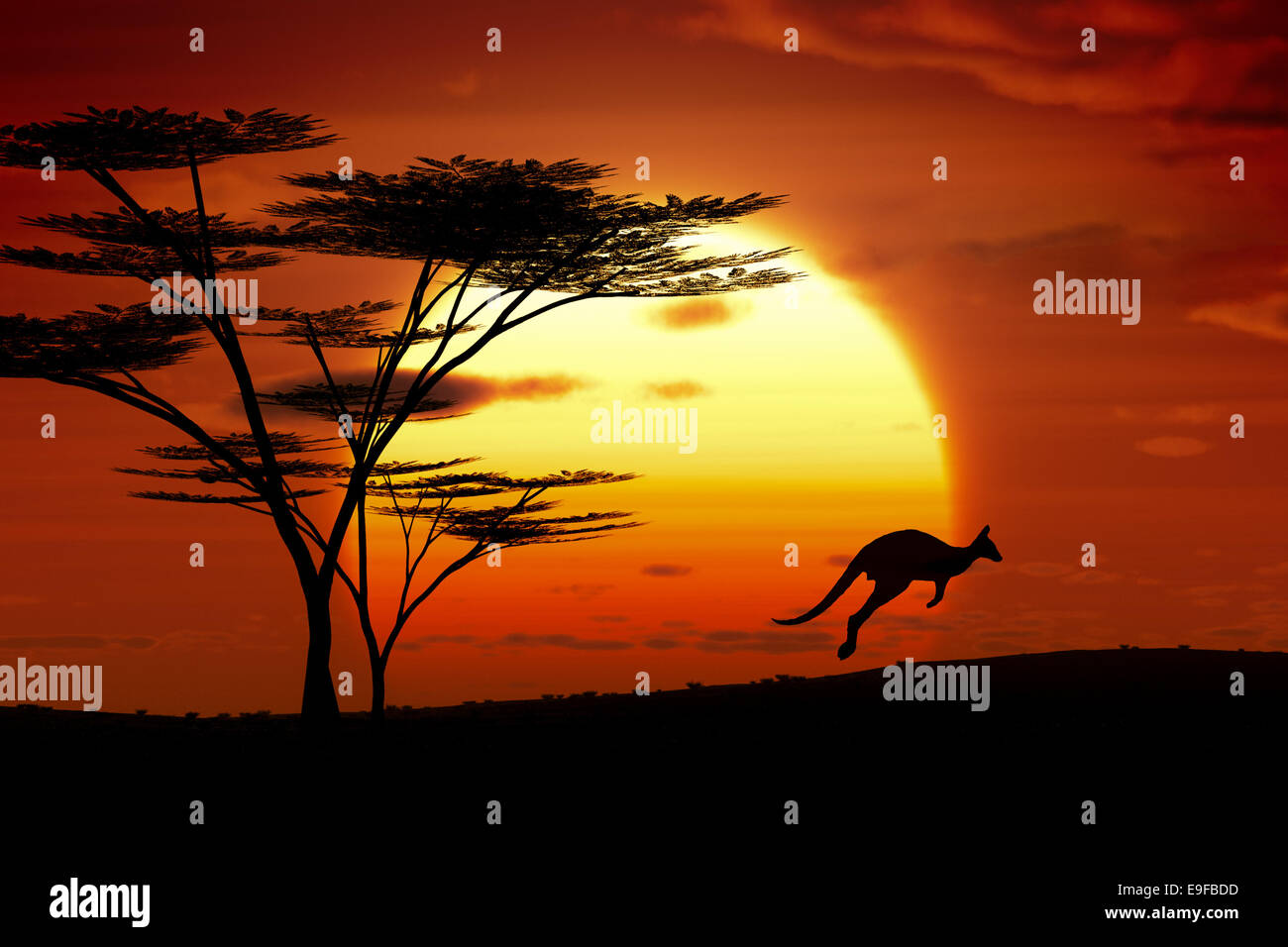 Kangoroo Australie coucher du soleil Banque D'Images