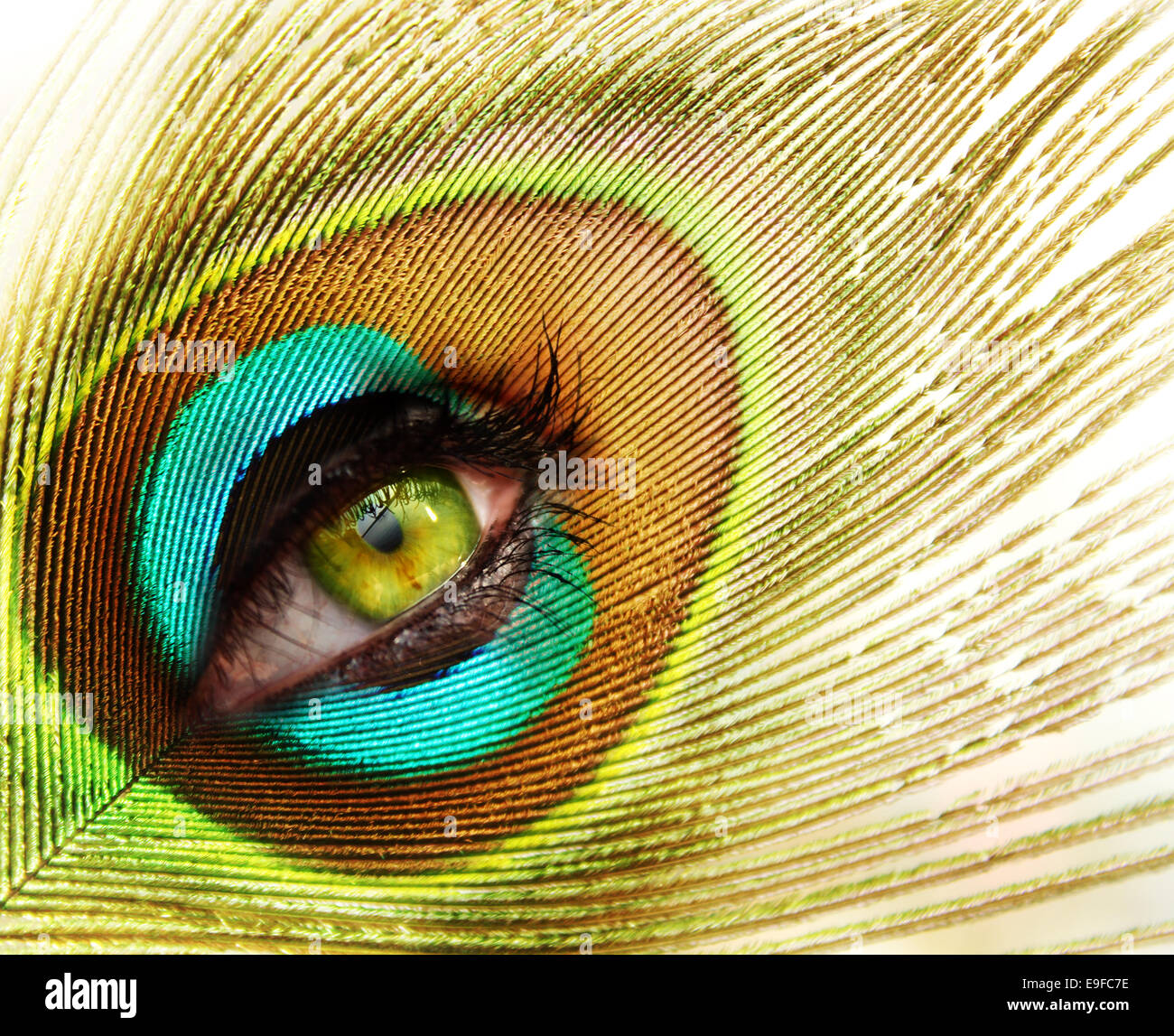 Plume de paon avec des yeux vert Banque D'Images
