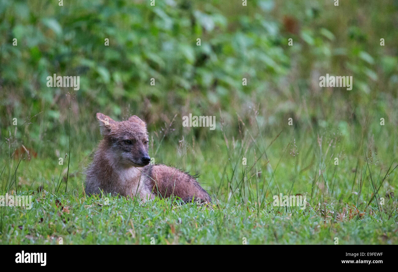 Le Chacal (Canis aureus siamois cruesemanni), une sous-espèce de chacal doré, Huai Kha Khaeng Wildlife Sanctuary, Thaïlande Banque D'Images