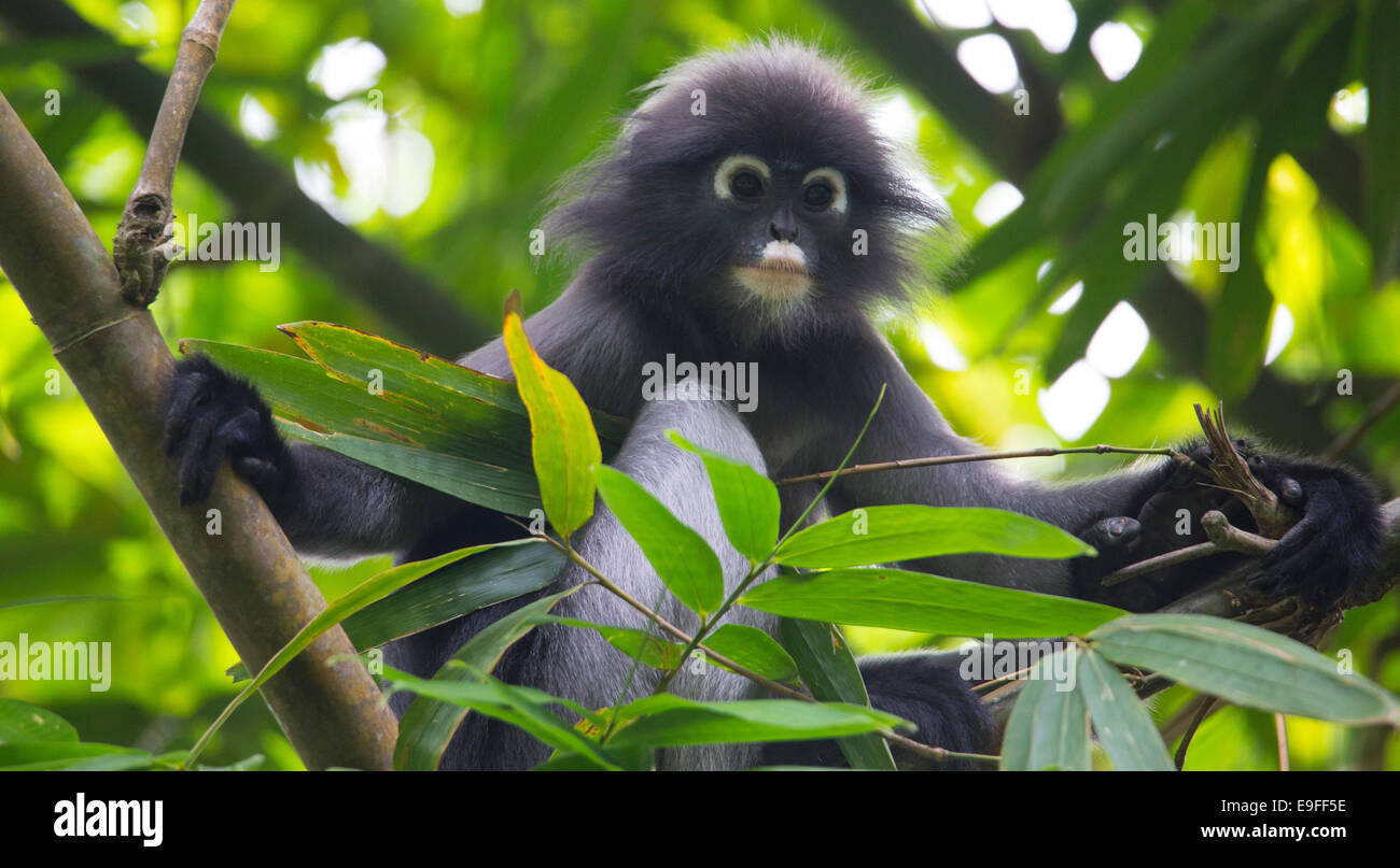 Singe Feuille sombre (Trachypithecus obscurus) également connu sous le langur à lunettes, ou des ours à lunettes Leaf Monkey, Kaeng Krachan National P Banque D'Images