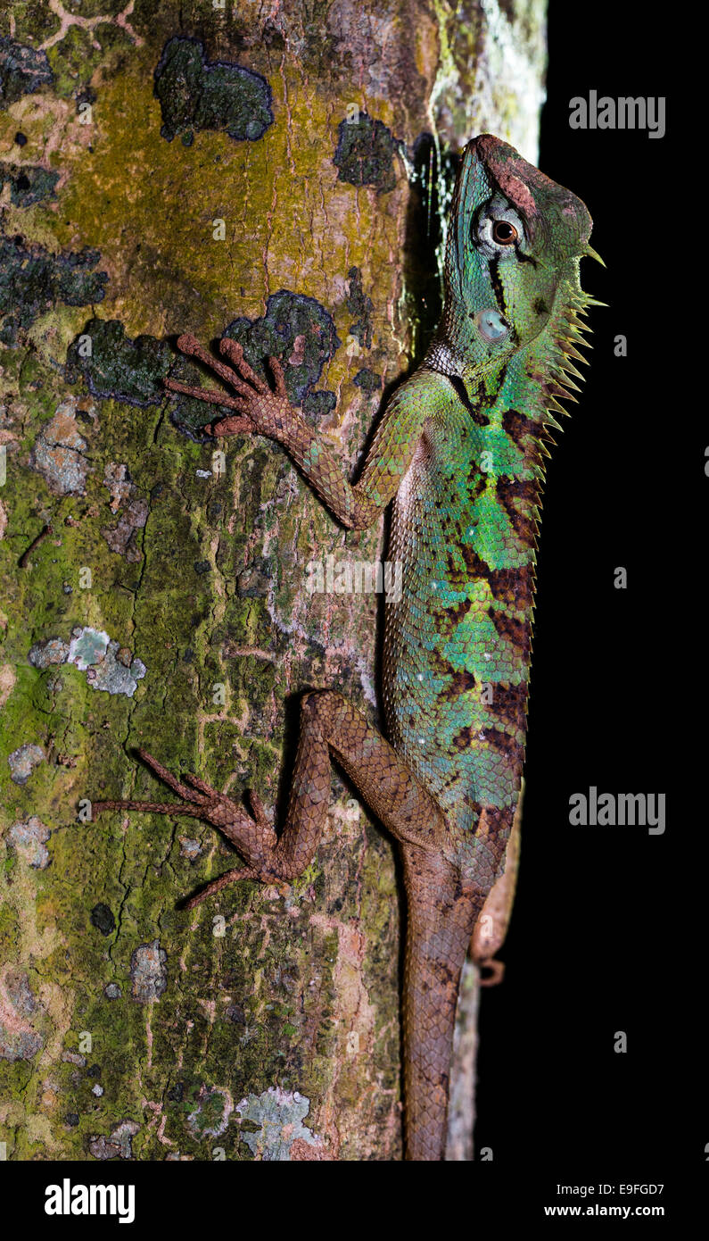 Emma Gray's Forest (lézard Calotes emma), aussi appelé lézard à crête de forêt, parc national de Kaeng Krachan, Thaïlande Banque D'Images