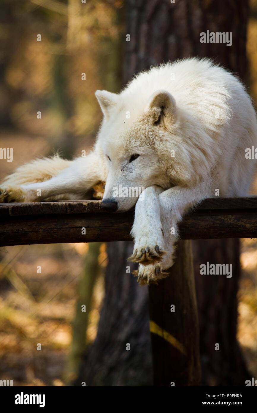 Le loup arctique (Canis lupus arctos) Banque D'Images