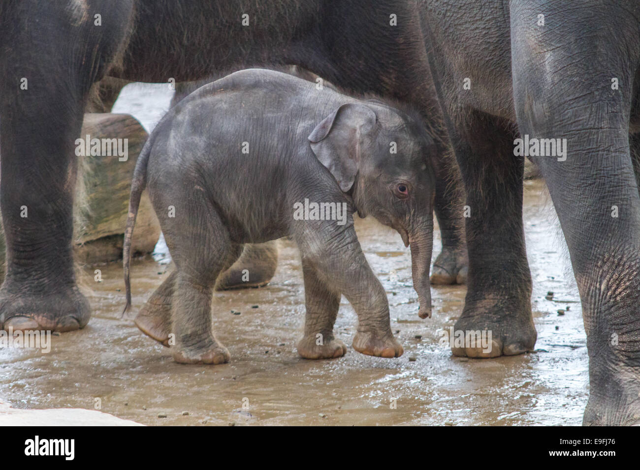 Bébé éléphant en troupeau très timide Banque D'Images