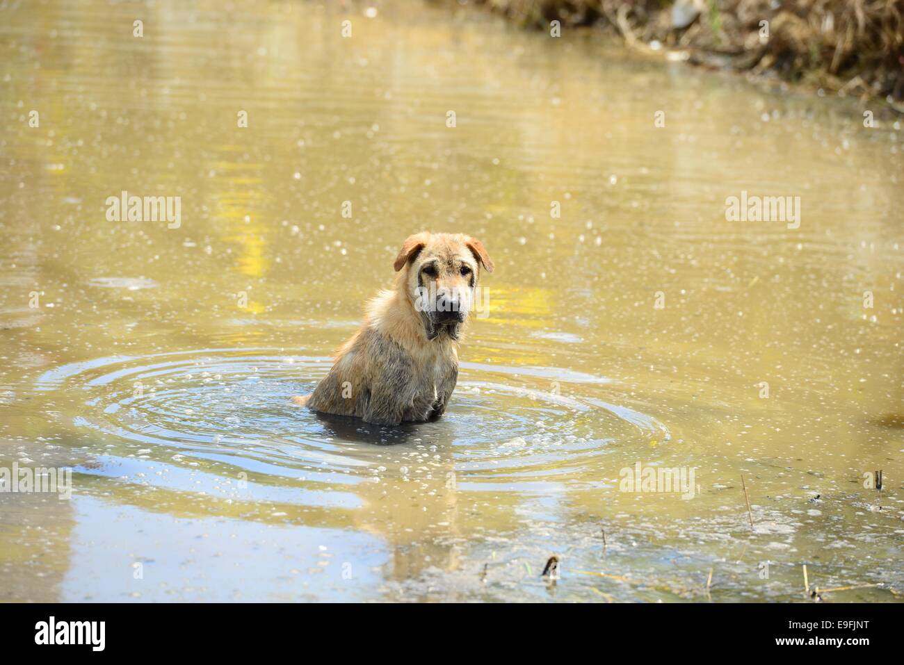 Chien assis dans l'eau Banque D'Images