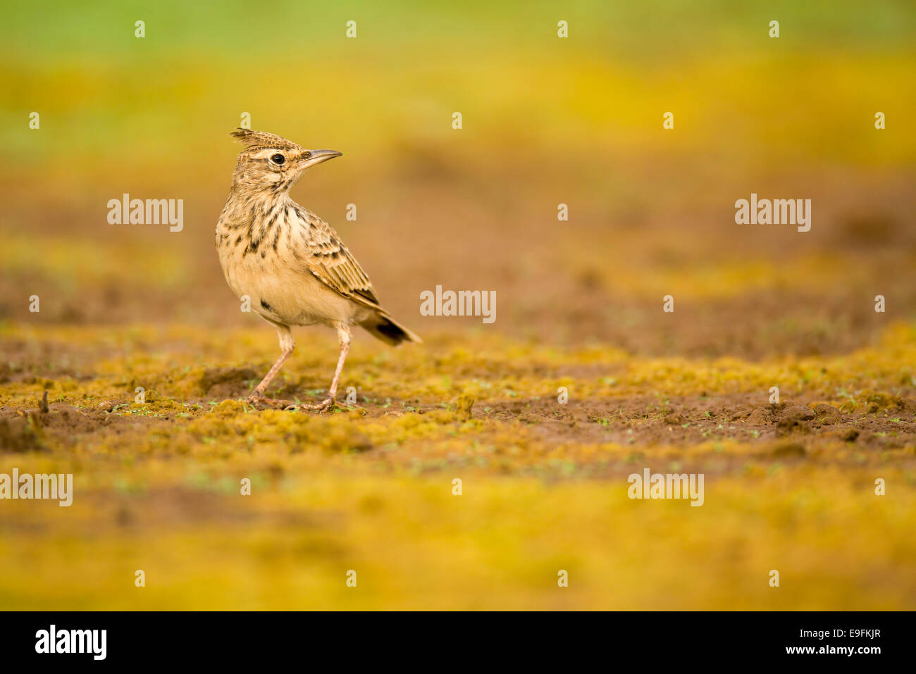 (Galerida cristata Crested Lark) photographié en Israël en Septembre Banque D'Images