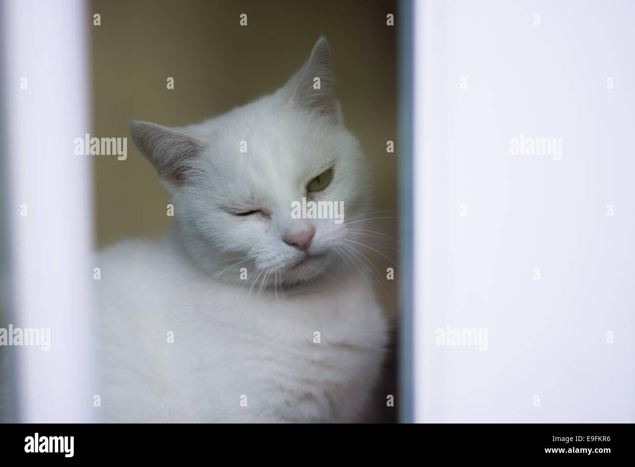 Un Clin De œil Chat Photo Stock Alamy