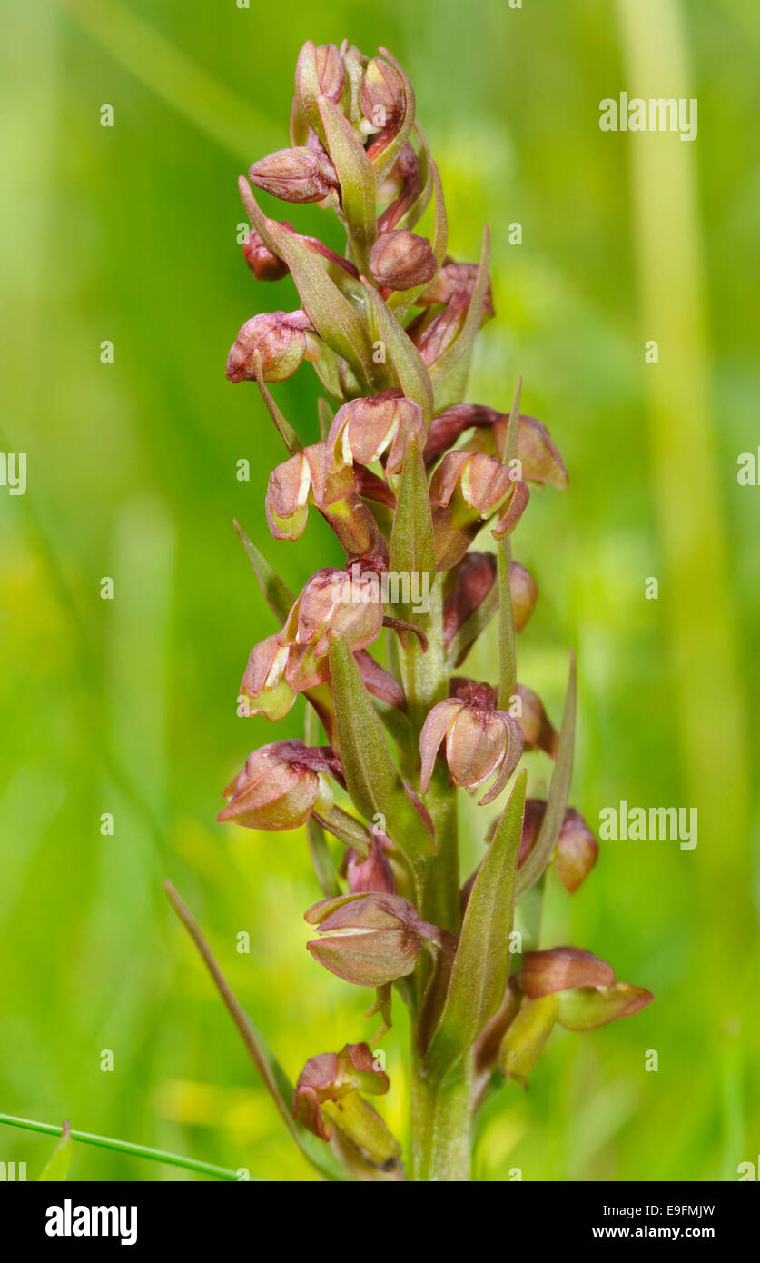 Frog - Orchidée Dactylorhiza viride croissant sur les Hébrides extérieures, de "machair" Banque D'Images