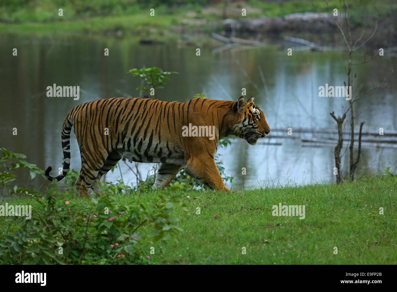 Tiger marche à Bandipur National Park Banque D'Images