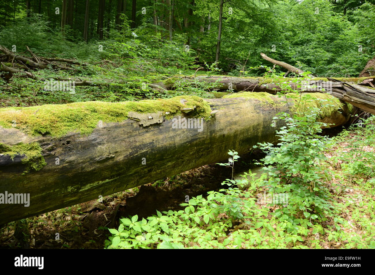 Plus vieux hêtres Allemagne Bavière steigerwald Banque D'Images