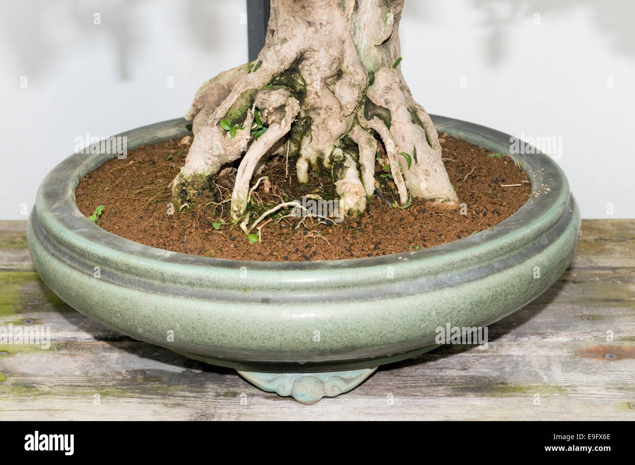 Pot bonsaï japonais traditionnel Photo Stock - Alamy