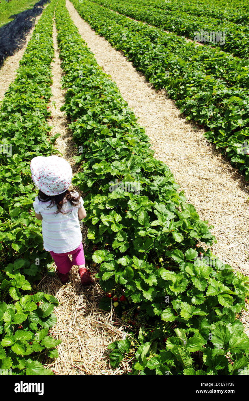 Champ de Fraises Banque D'Images
