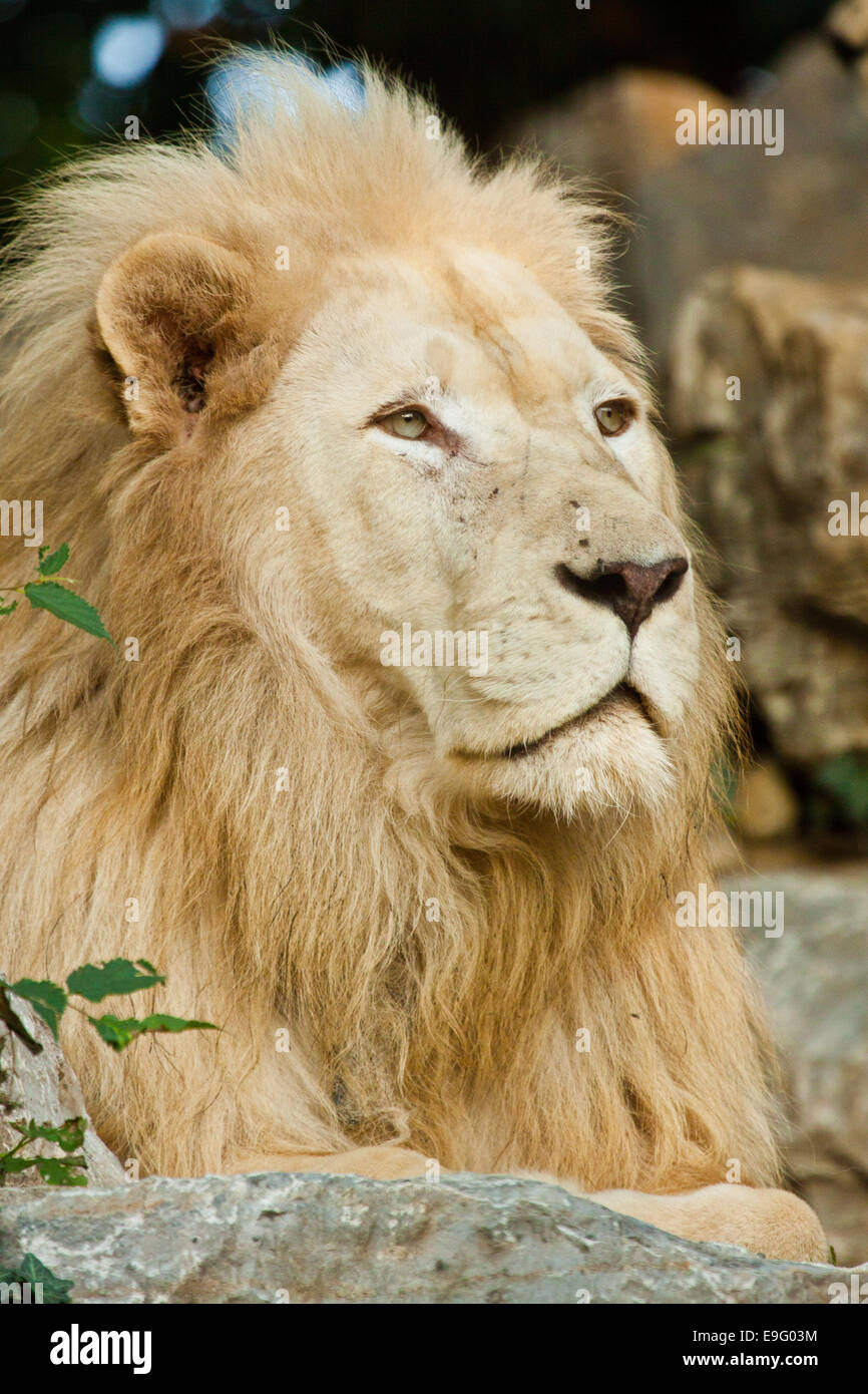 Rhône-Alpes lion (Panthera leo krugeri) Banque D'Images