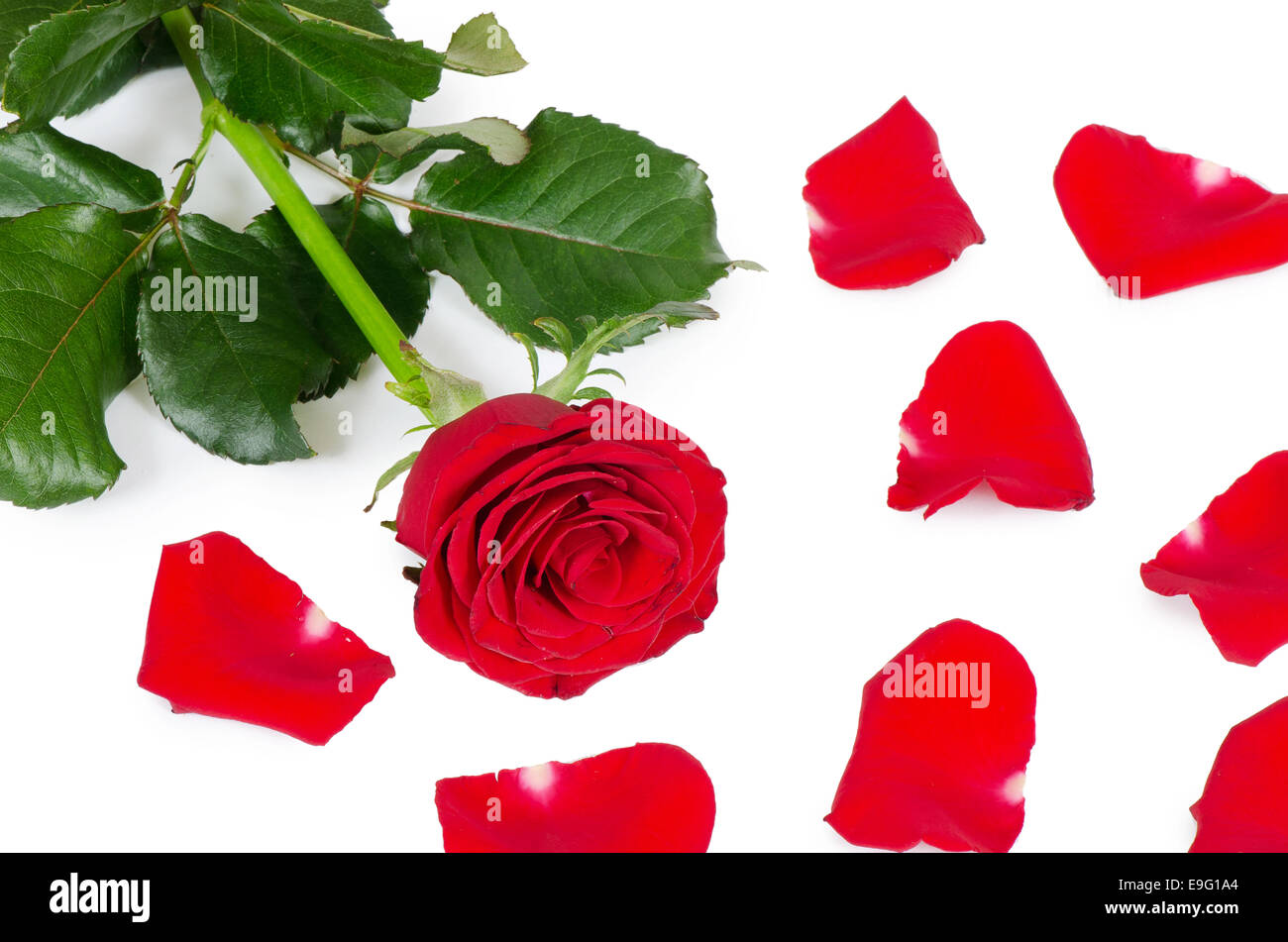 Les roses rouge isolé sur fond blanc Banque D'Images
