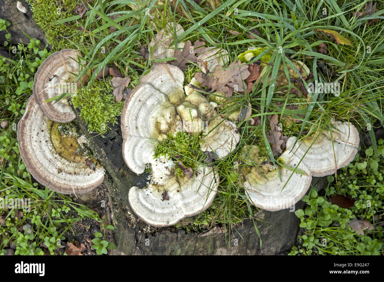 La Turquie queue (Trametes versicolor) Banque D'Images