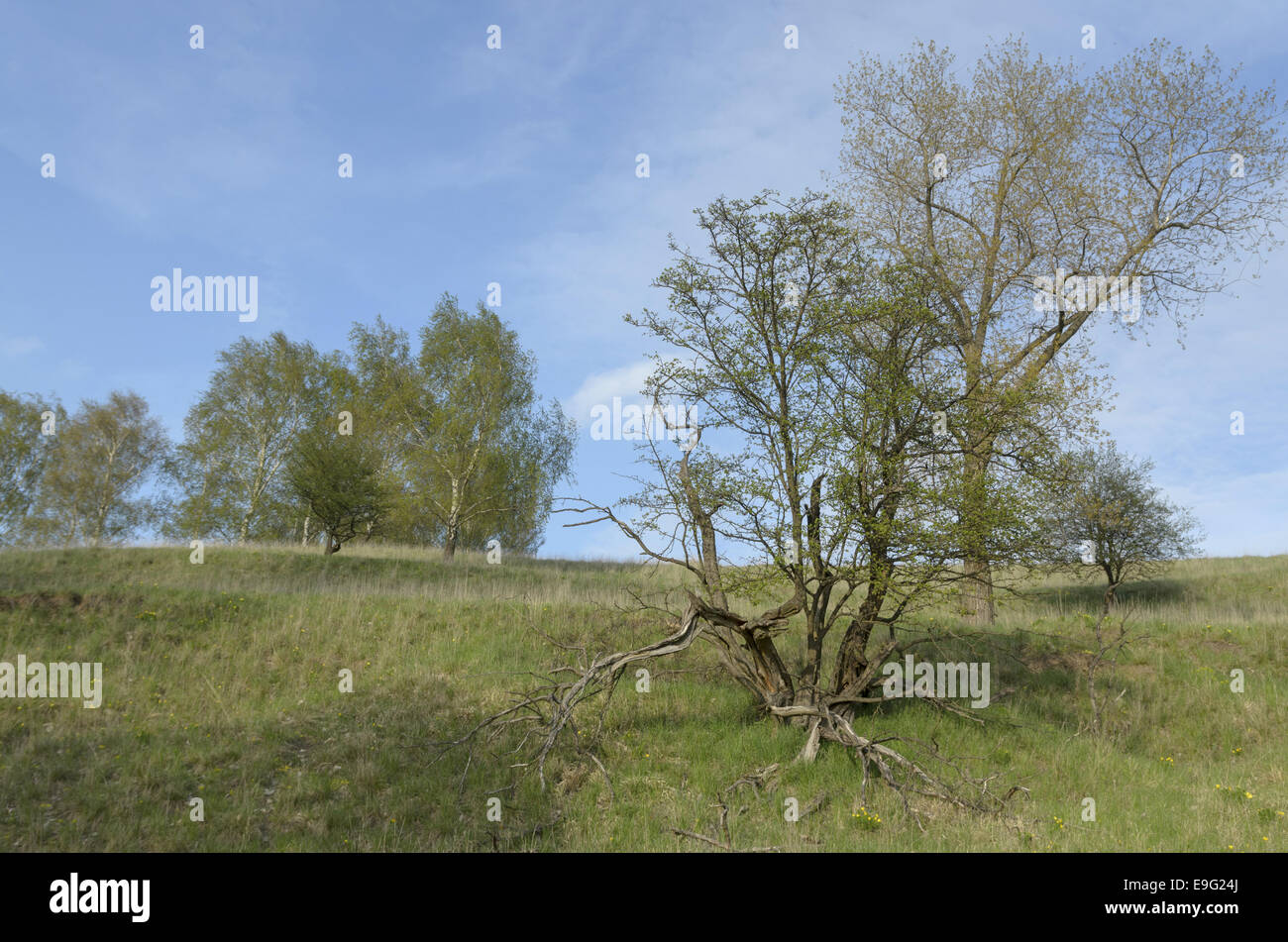 Vieil arbre sur l'Oder Banque D'Images