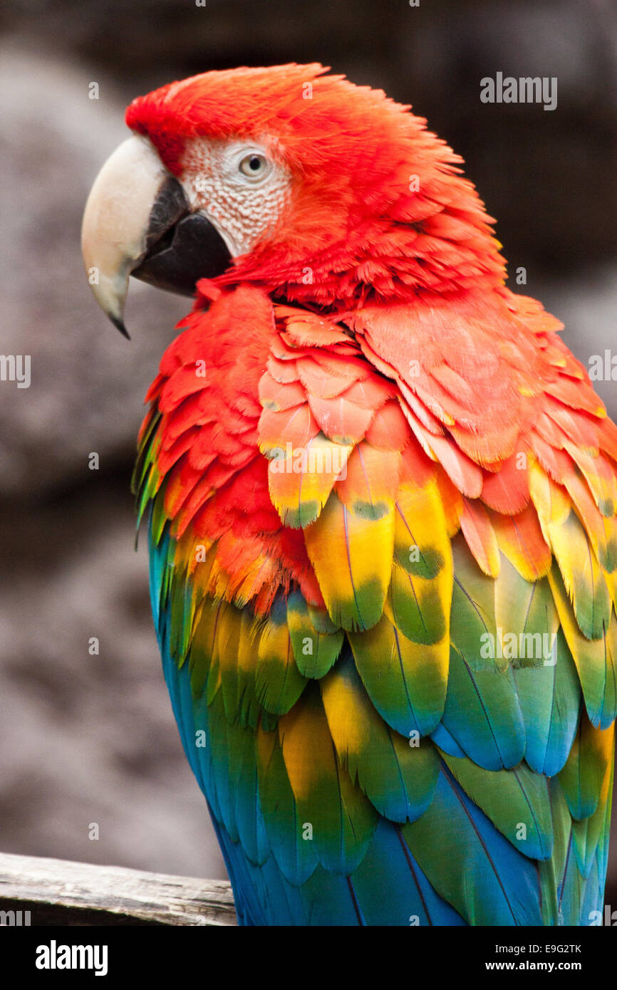 Le rouge et vert Macaw (Ara chloropterus) Banque D'Images