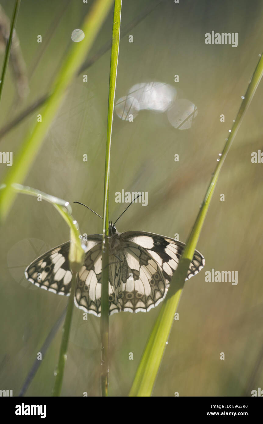 Blanc marbré (Melanargia galathea) Banque D'Images