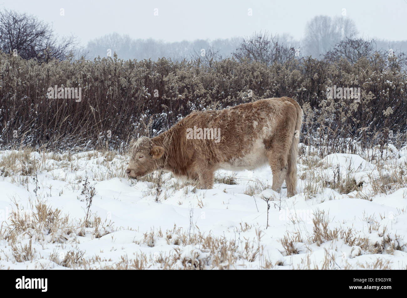 Heck cattle in winter Banque D'Images