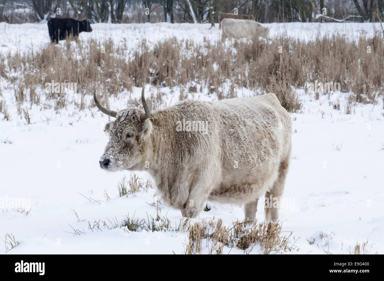 Heck cattle in winter Banque D'Images
