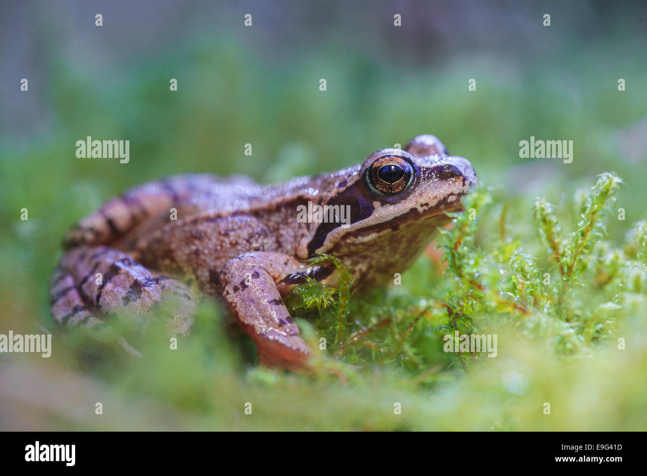 (Europe) (Brown) Frog Banque D'Images