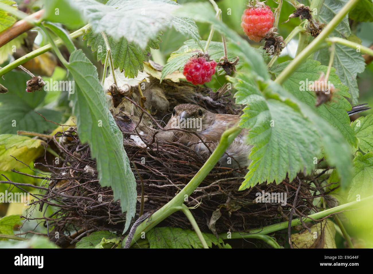 Oiseaux au nid Banque D'Images