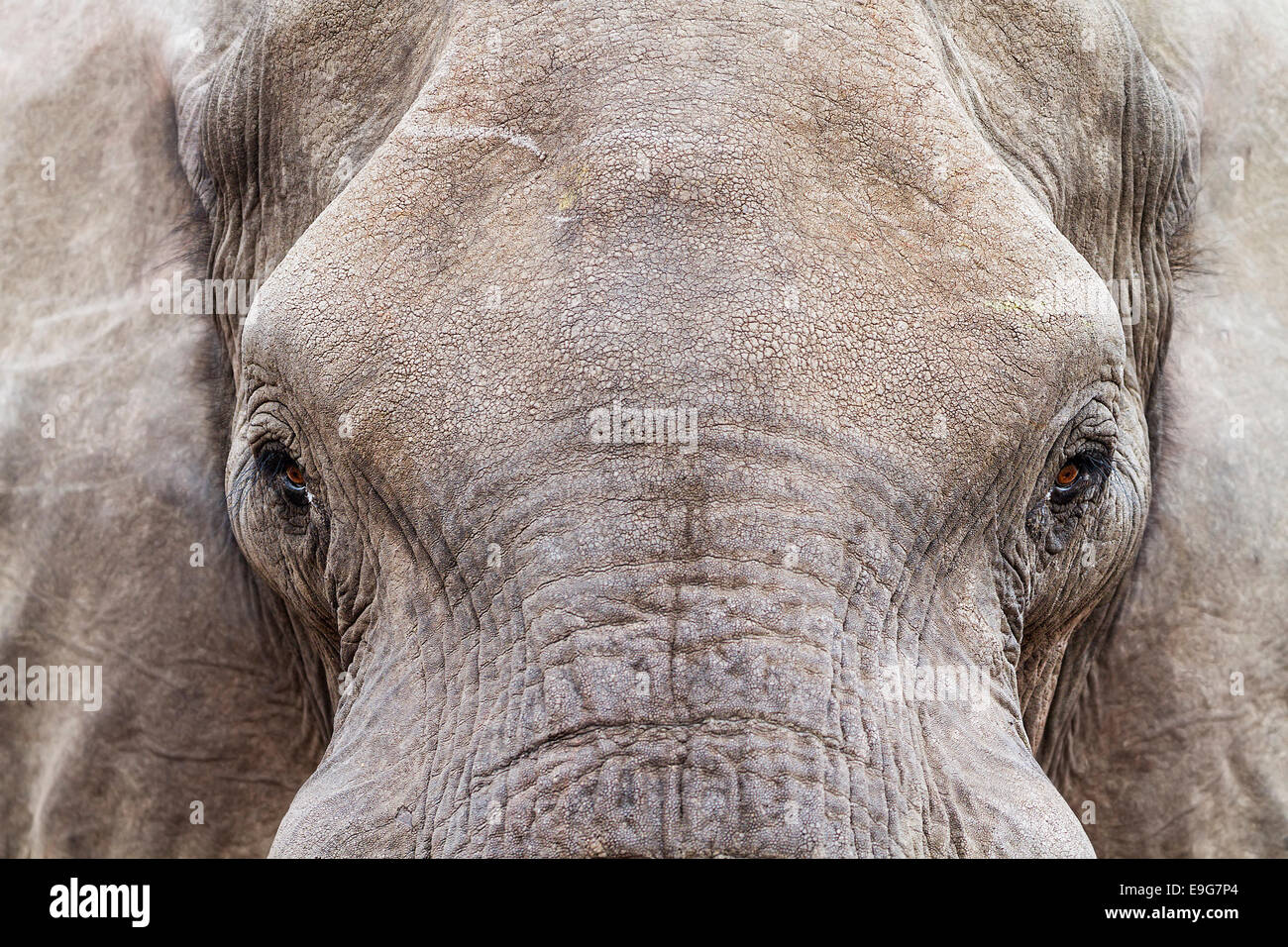 Close-up of an African Elephant (Loxodonta africana) boire à un trou d'eau, au Botswana Banque D'Images