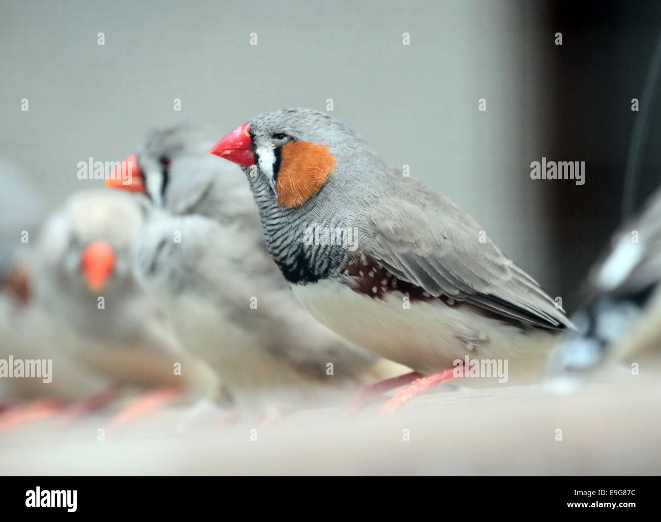 Zebra finch oiseaux Banque D'Images